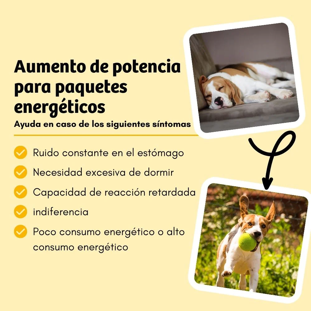 Alimento BugBell EnergyWonder - hipoalergénico, sem cereais, com proteína de inseto, banana e chia - Image 4