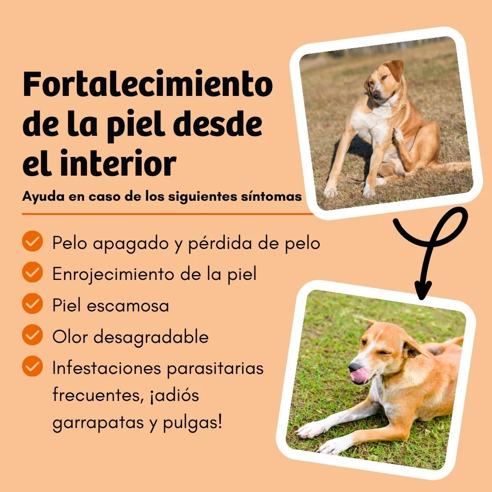 Alimento BugBell SkinHero - hipoalergénico, sem cereais, com proteína de inseto, cominho preto, alecrim e esteva - Image 4