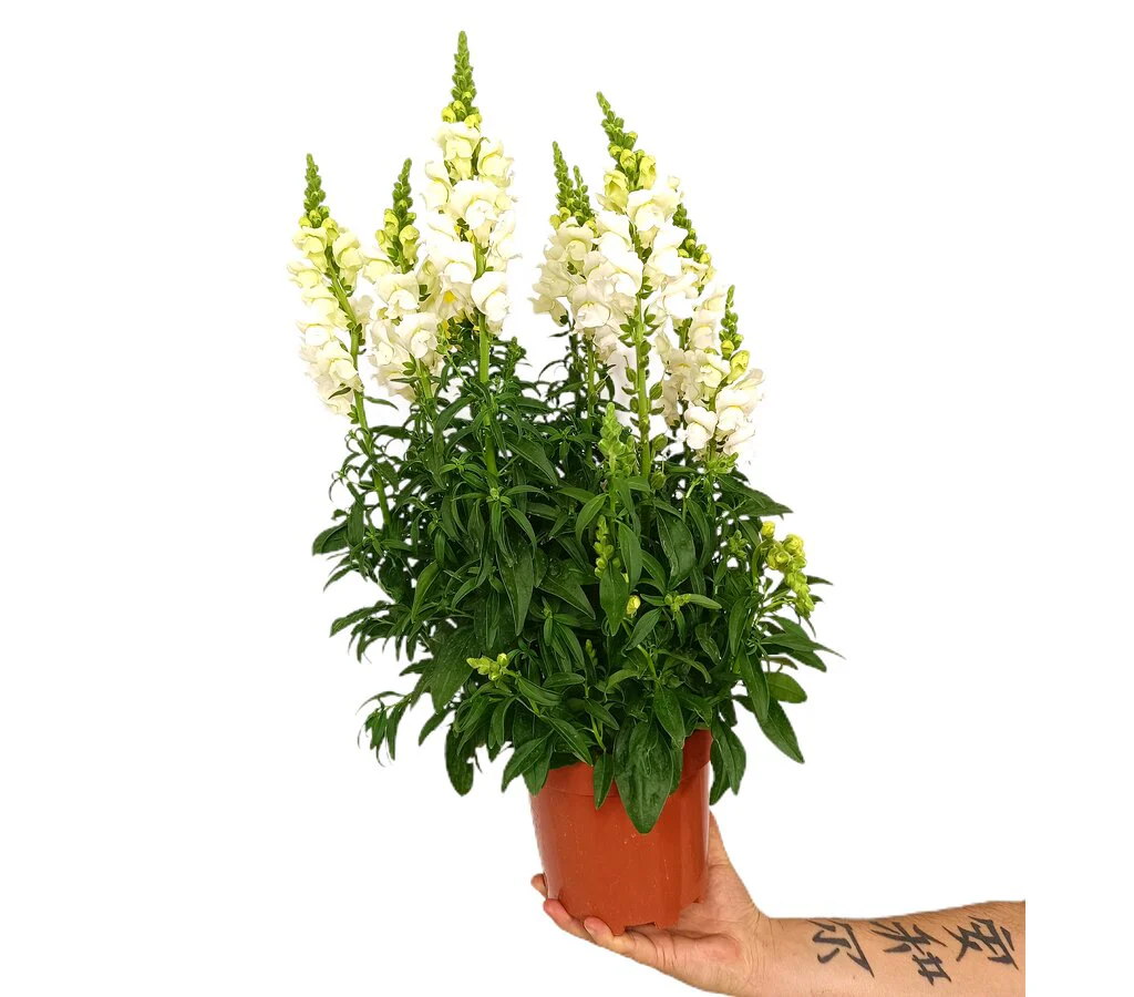 Antirrhinum M17