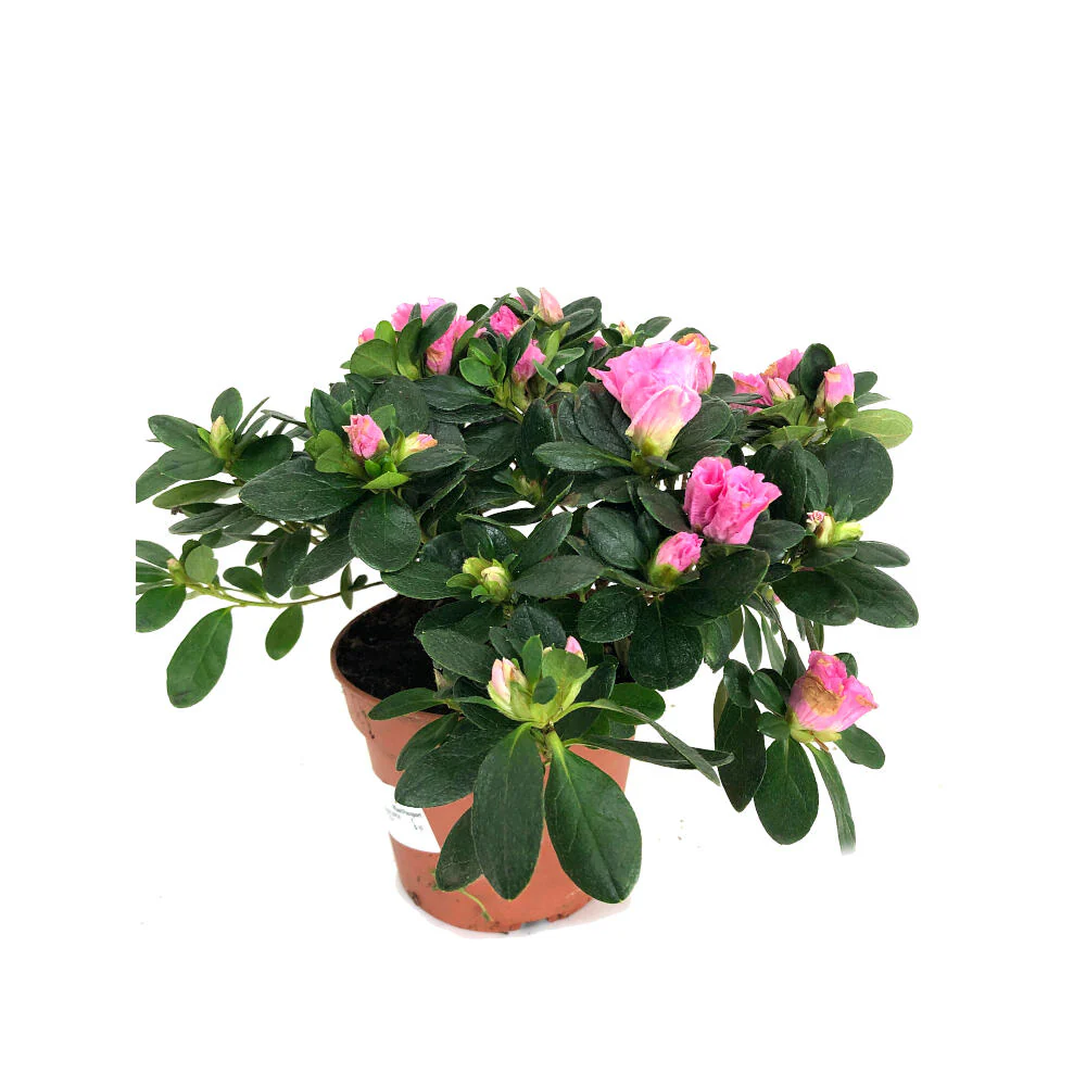 Azálea Simsii M14