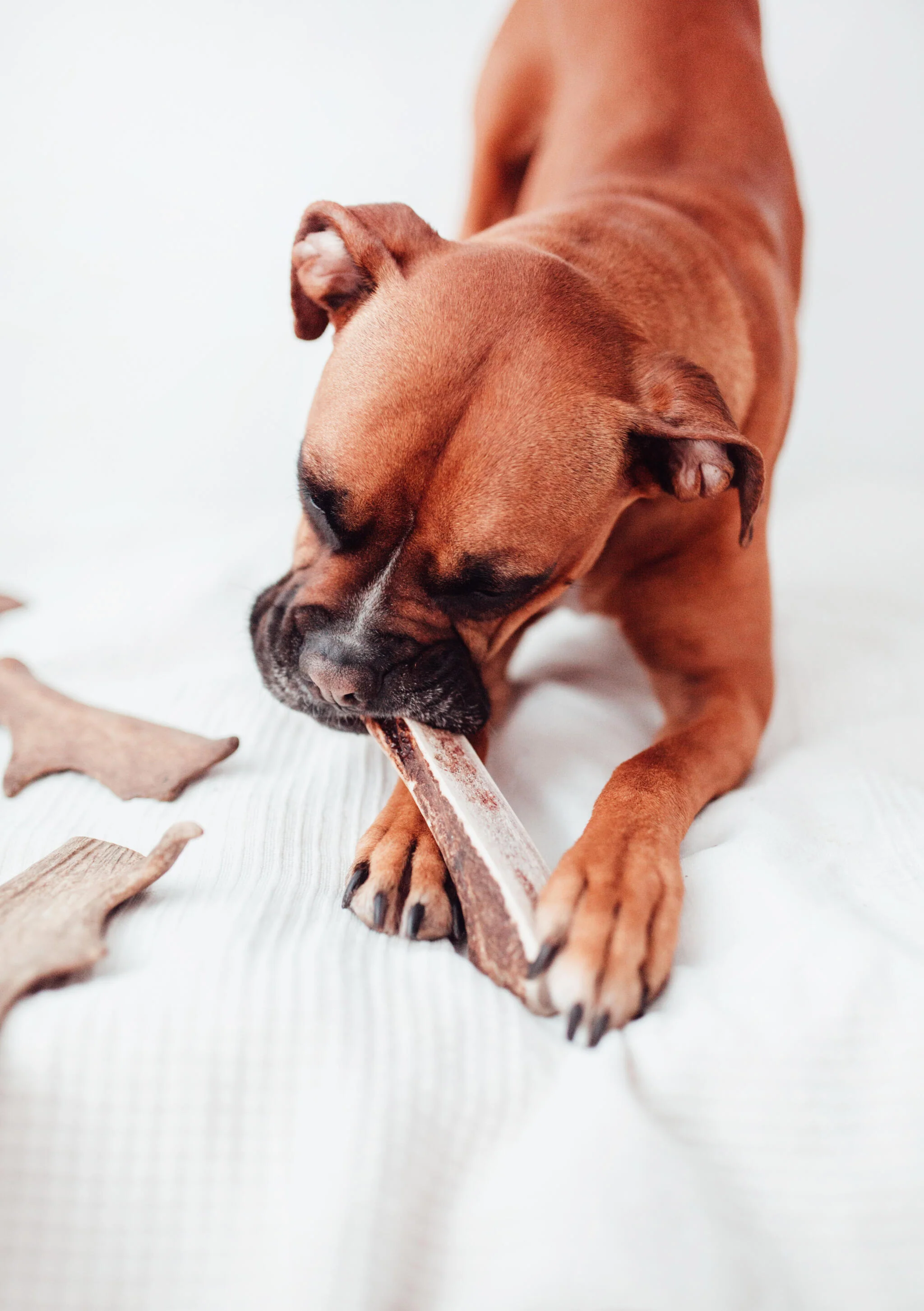 Bimorbox Cães Idosos Pequenos – Pack Económico Com Bola, Mordedor De Chifres De Veado E Snacks Sem Aditivos - Image 2