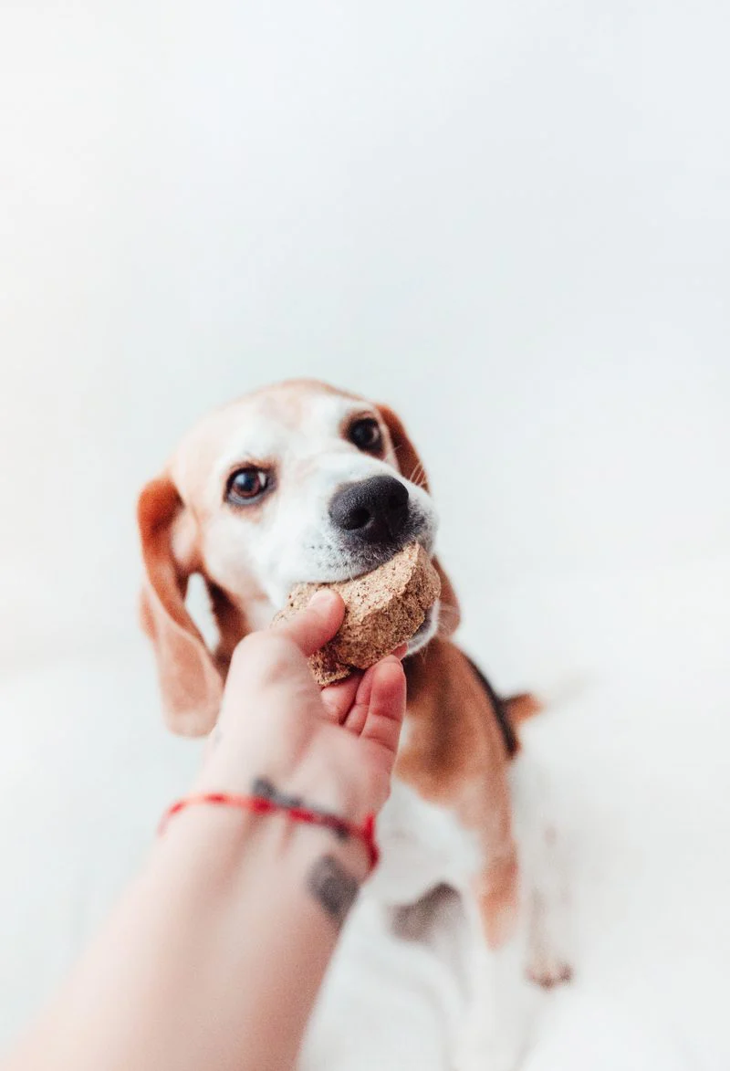 Bimorbox Mediana · Pack Snacks E Brinquedos Naturais Para Cães - Image 4