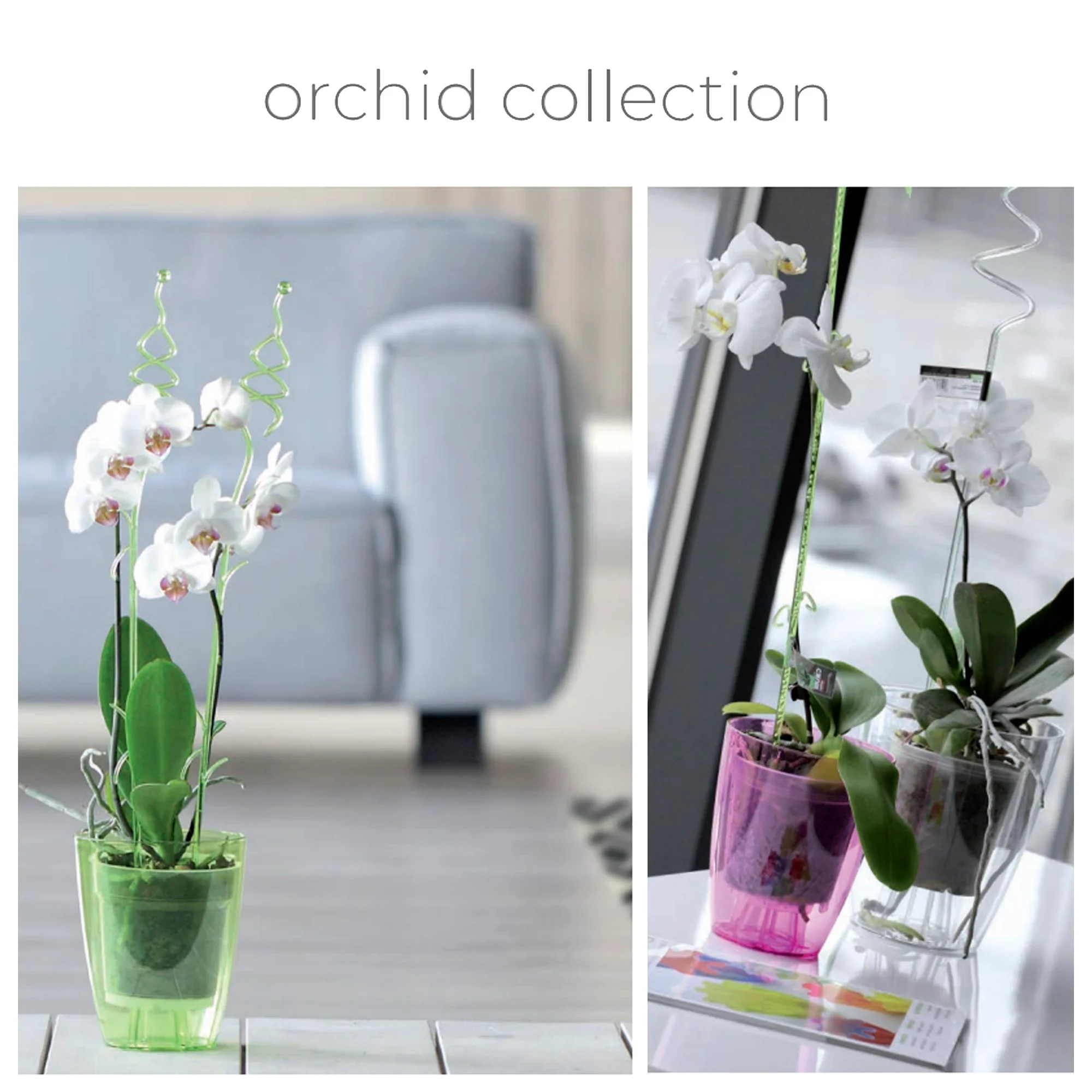Coupi Orchid Pet 1.5l., Dimensões (mm) 132x132x160, Cor Violeta Transparente - Image 2