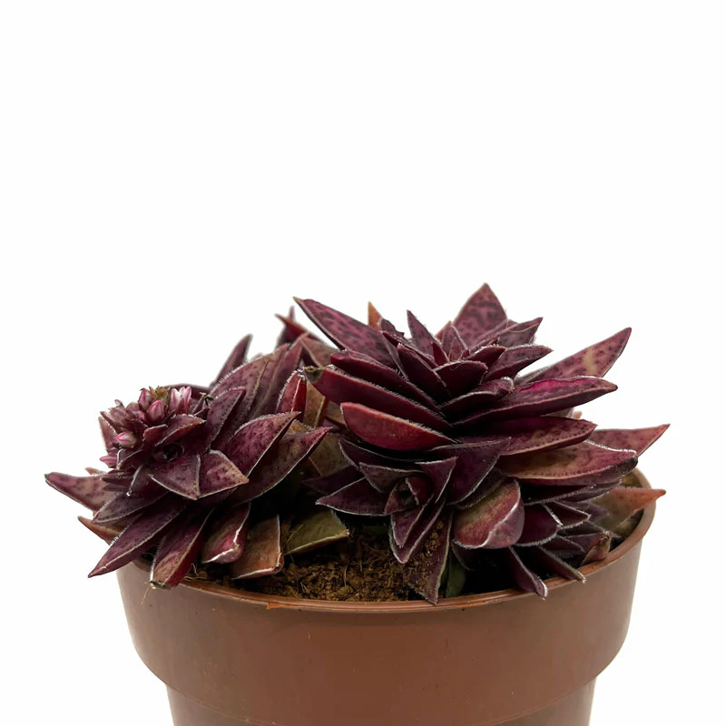 Crassula Capitella Híbrida Cactos E Suculentas M8,5 Ø