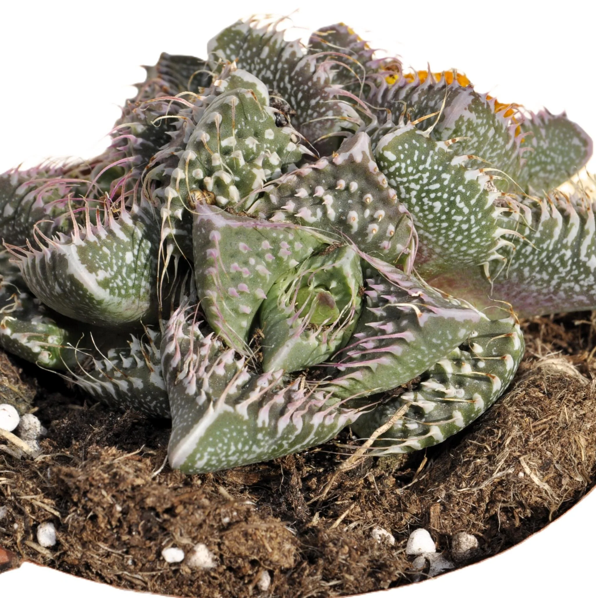 Faucaria Tuberculosa 'pink Selection'; Planta Suculenta Estranha; Curiosarium; Vaso 8,5 Cm - Image 4
