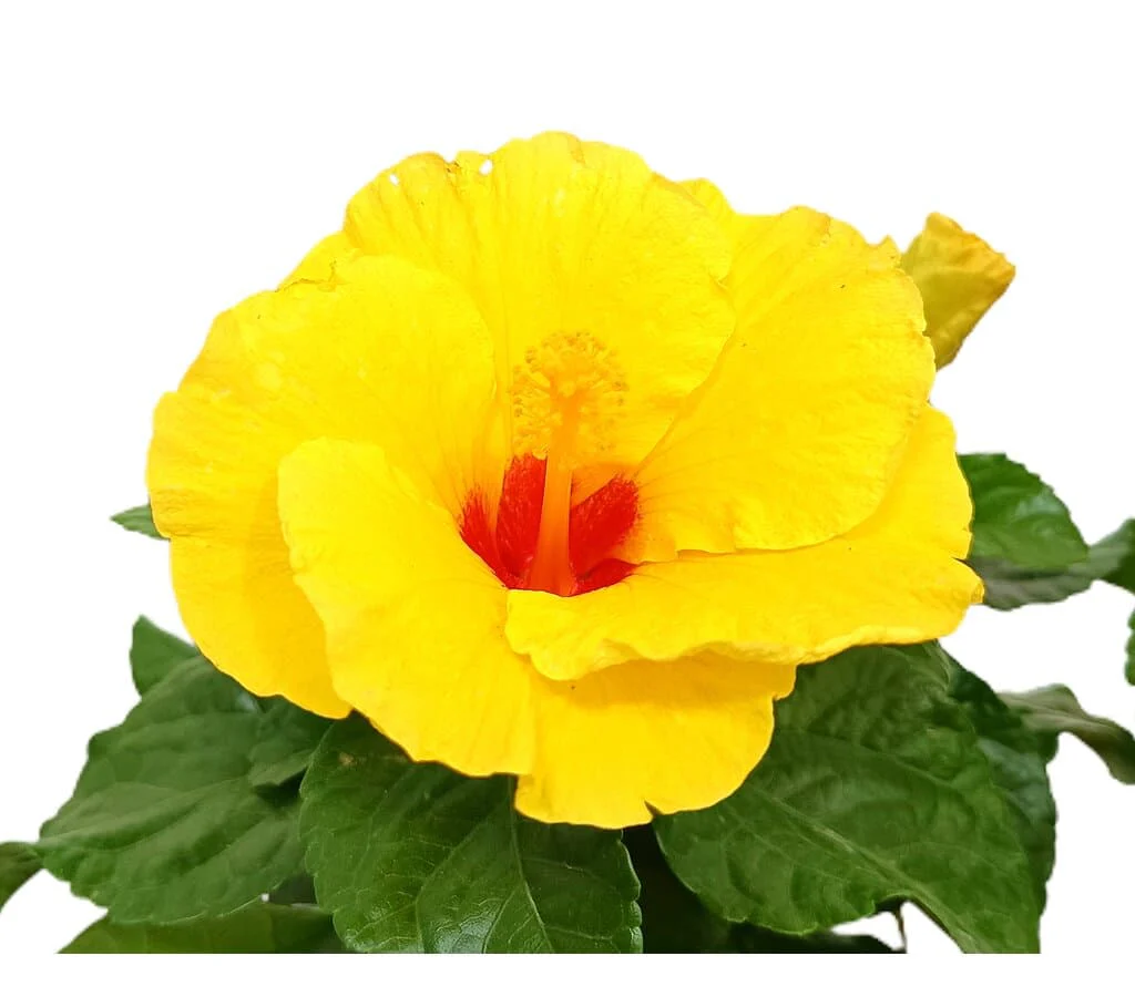 Hibiscus Rosa Sinensis M17 25cm (rosa da China) - Image 2