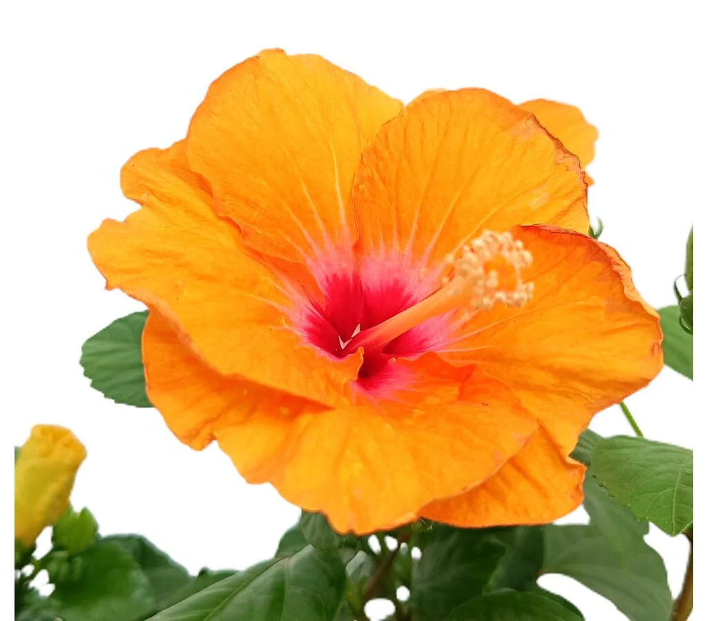 Hibiscus Rosa Sinensis M17 25cm (rosa da China) - Image 3