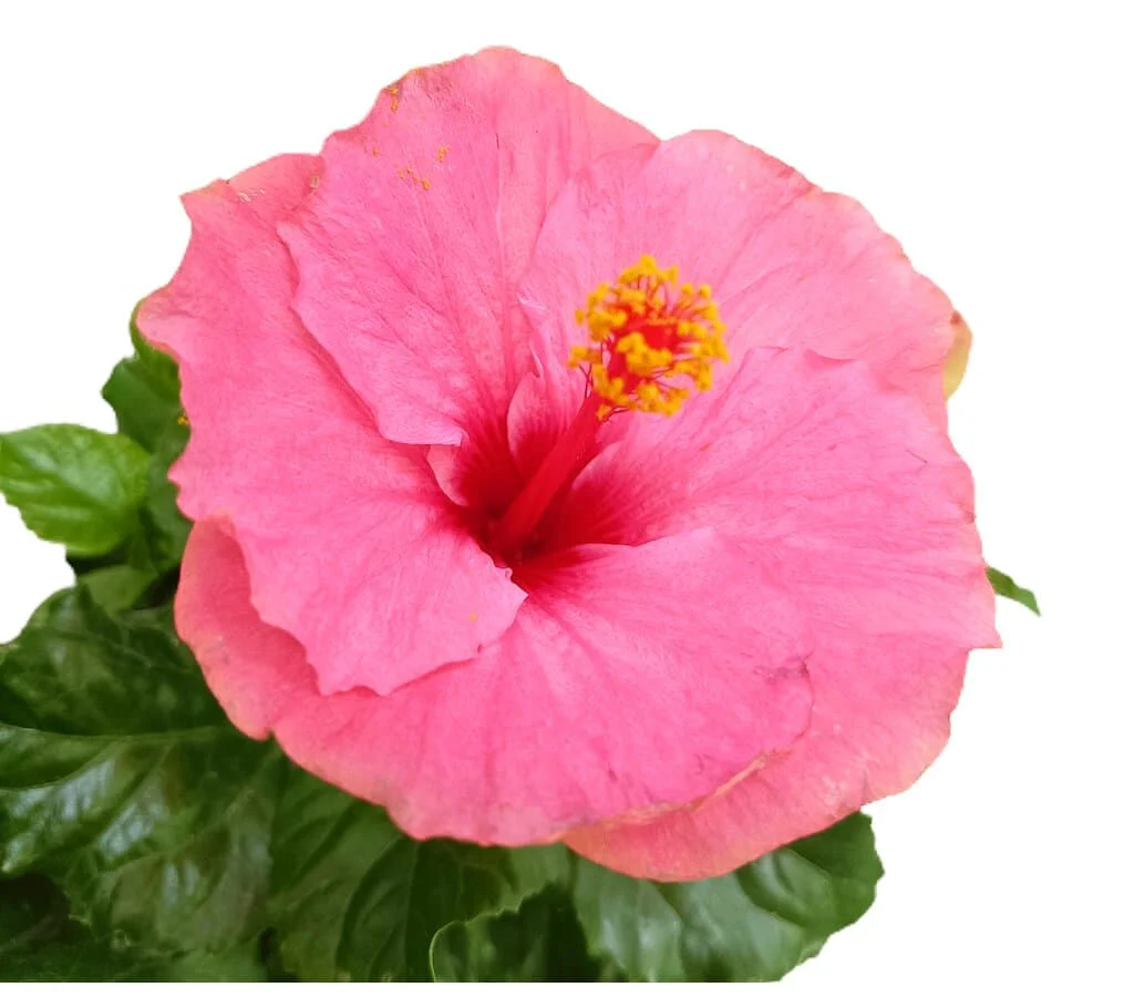 Hibiscus Rosa Sinensis M17 25cm (rosa da China) - Image 4