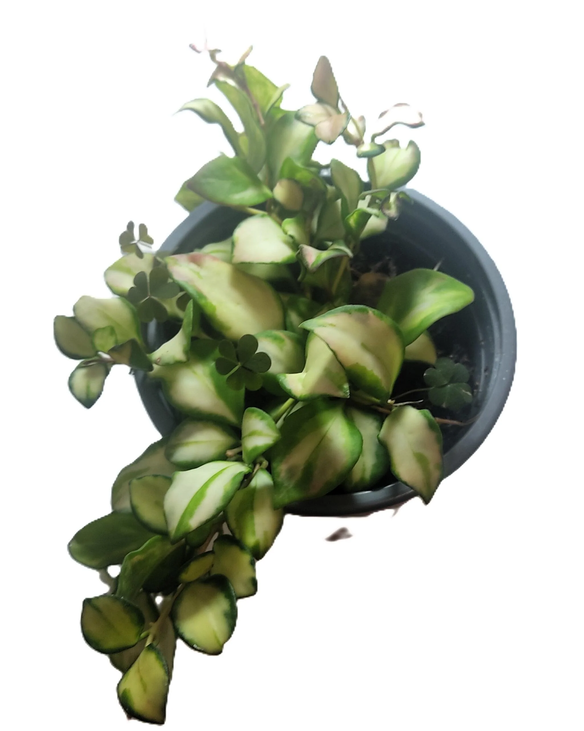 Hoya Heuschkeliana 'variegata'; Planta Flor De Cera Pendente; Curiosarium; Vaso 12 Cm - Image 3