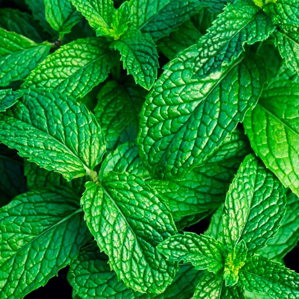 Lâmpada Catalítica Mosaico Azul Oceano + Aroma Mountain Mint 500ml - Elimina Os Maus Odores E Perfuma - Image 4
