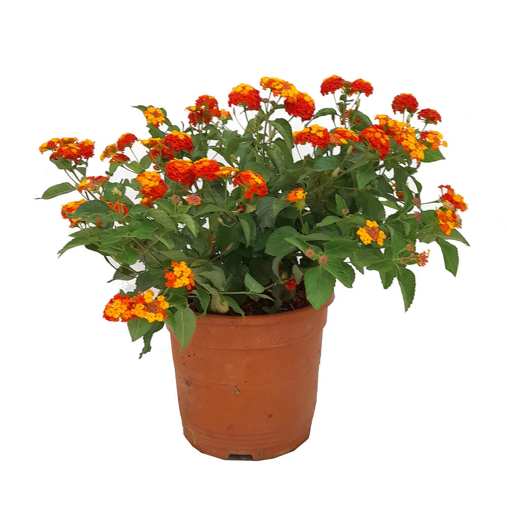 Lantana Camara M22 45cm