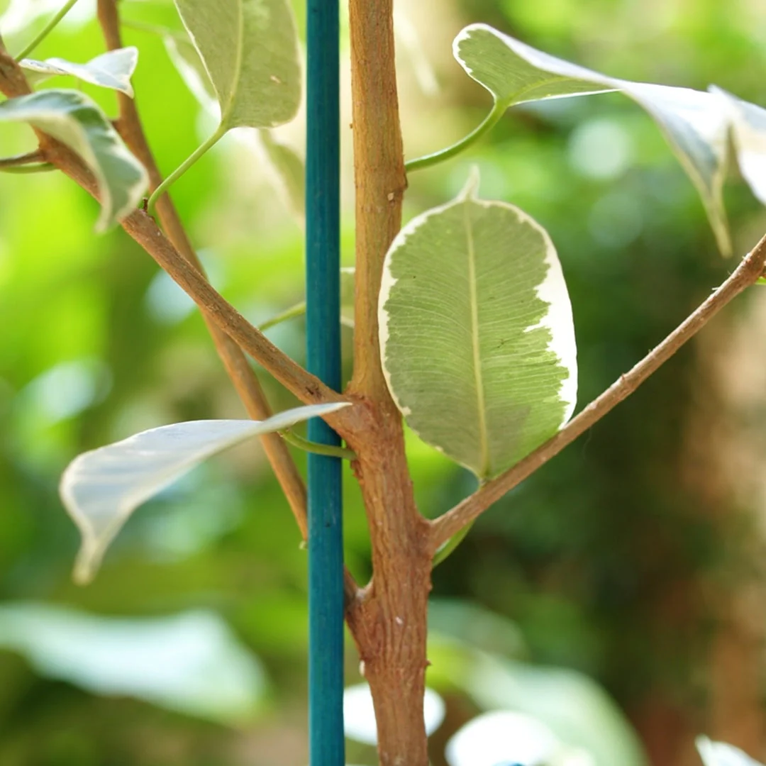 Pack 25 Tutores De Tiras De Cana Split Bamboo 0.4 M Verde Nortene - Image 2