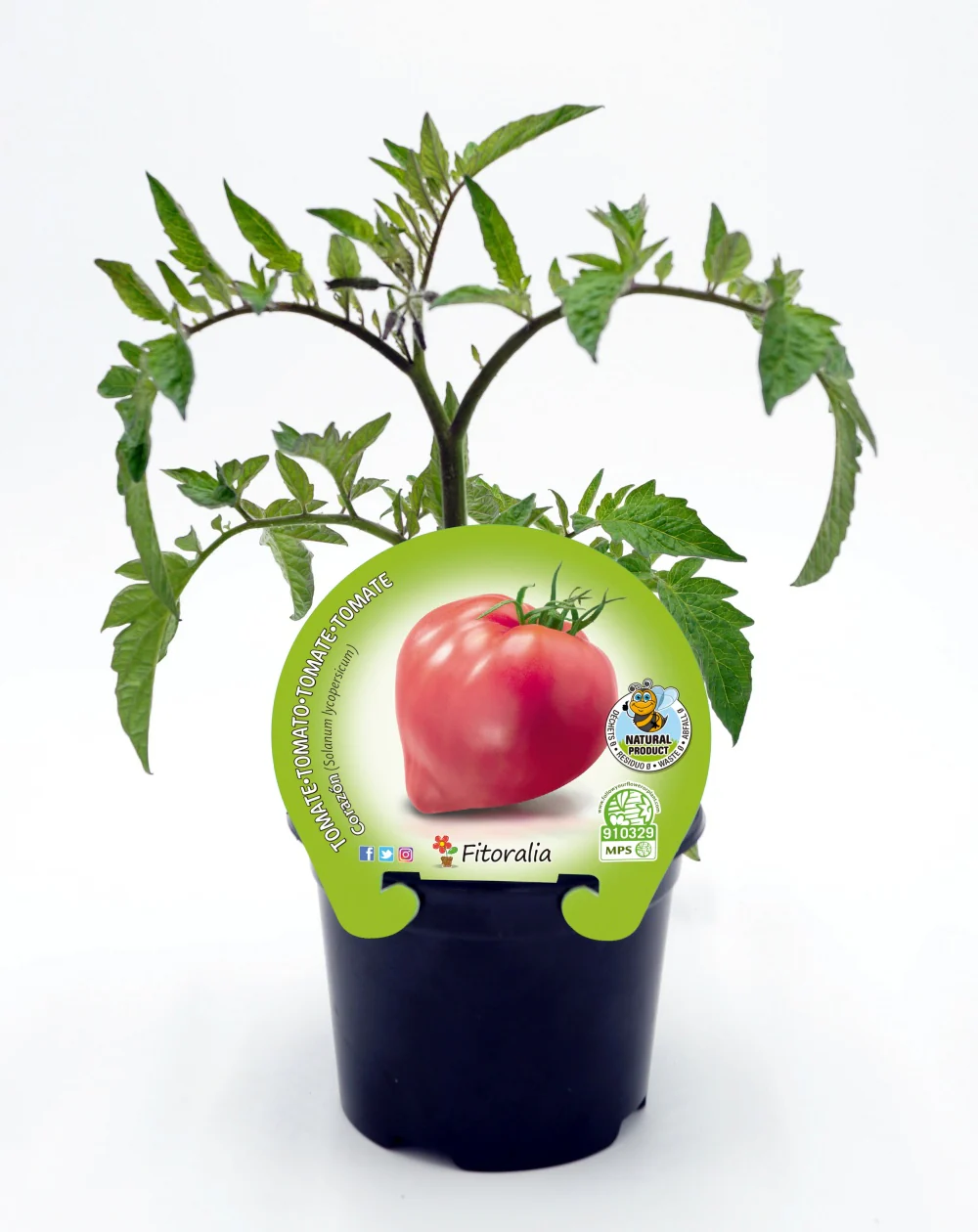 Plantão De Tomate Coração Em Vaso 10,5 Cm. Natural - Fitoralia