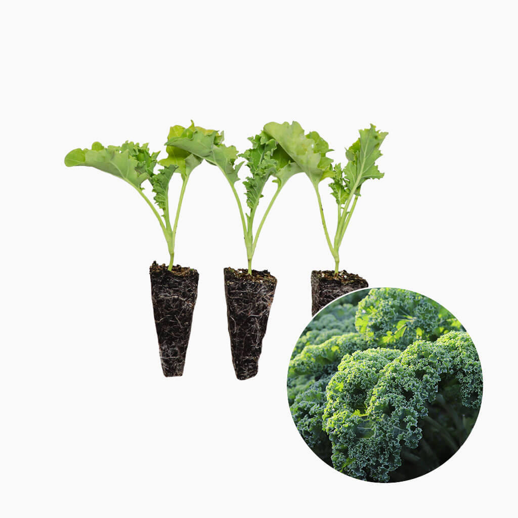 Plantón Col Kale Verde 10 Unidades - PlantaBo