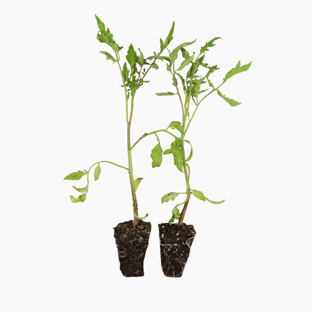 Plantón Tomate Cor De Bou 6 Unidades - Plantabo
