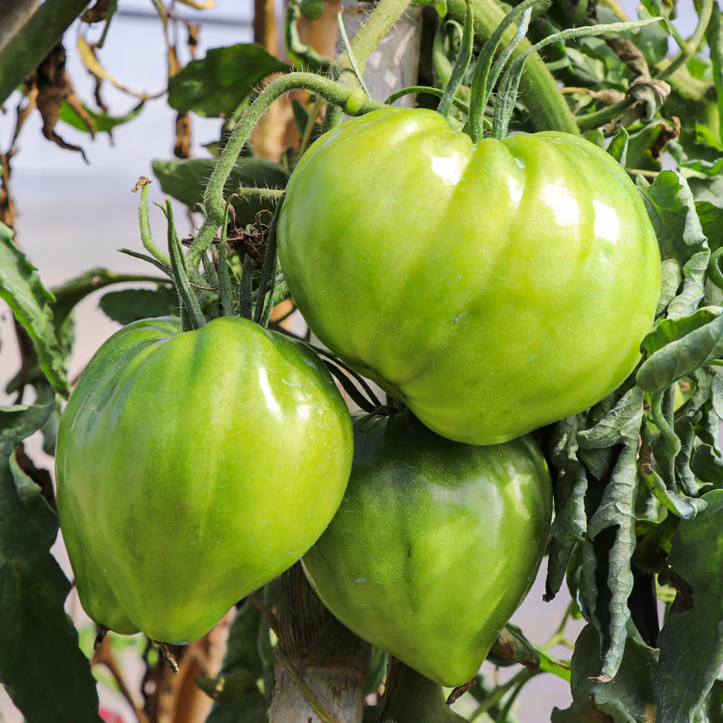 Plantón Tomate Cor De Bou 6 Unidades - Plantabo - Image 3