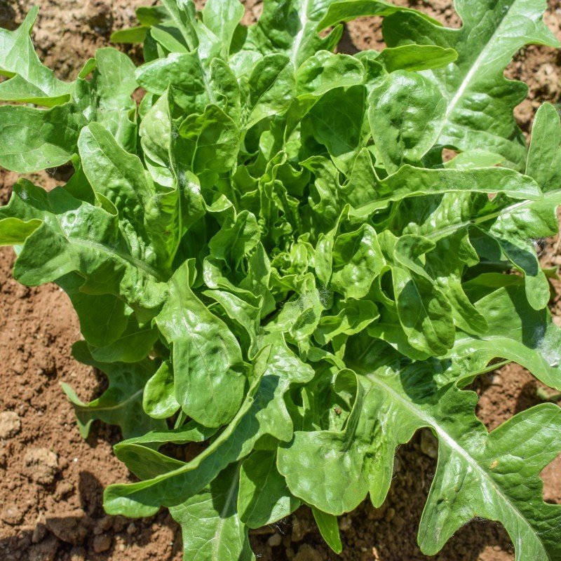 Sementes De Alface Cerbiatta Orgânicas