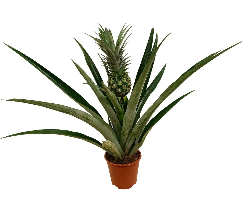 Anana Comosus M14 50cm (planta ananás)