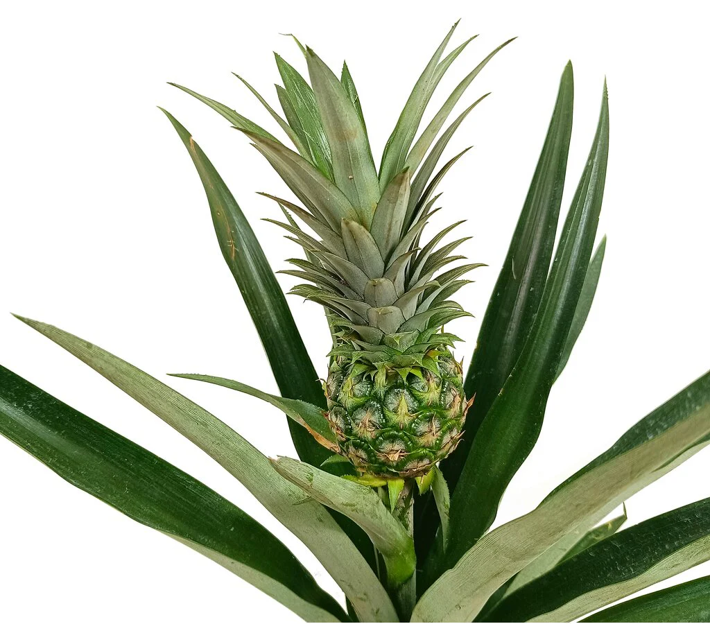 Anana Comosus M14 50cm (planta ananás) - Image 2