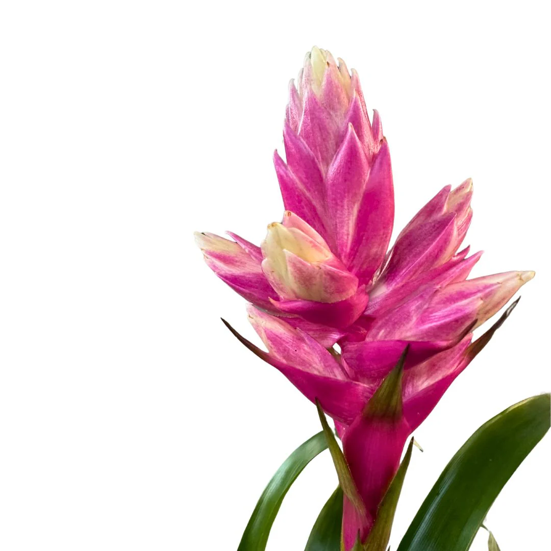 Guzmania Candy, a bromélia preciosa que vai adorar