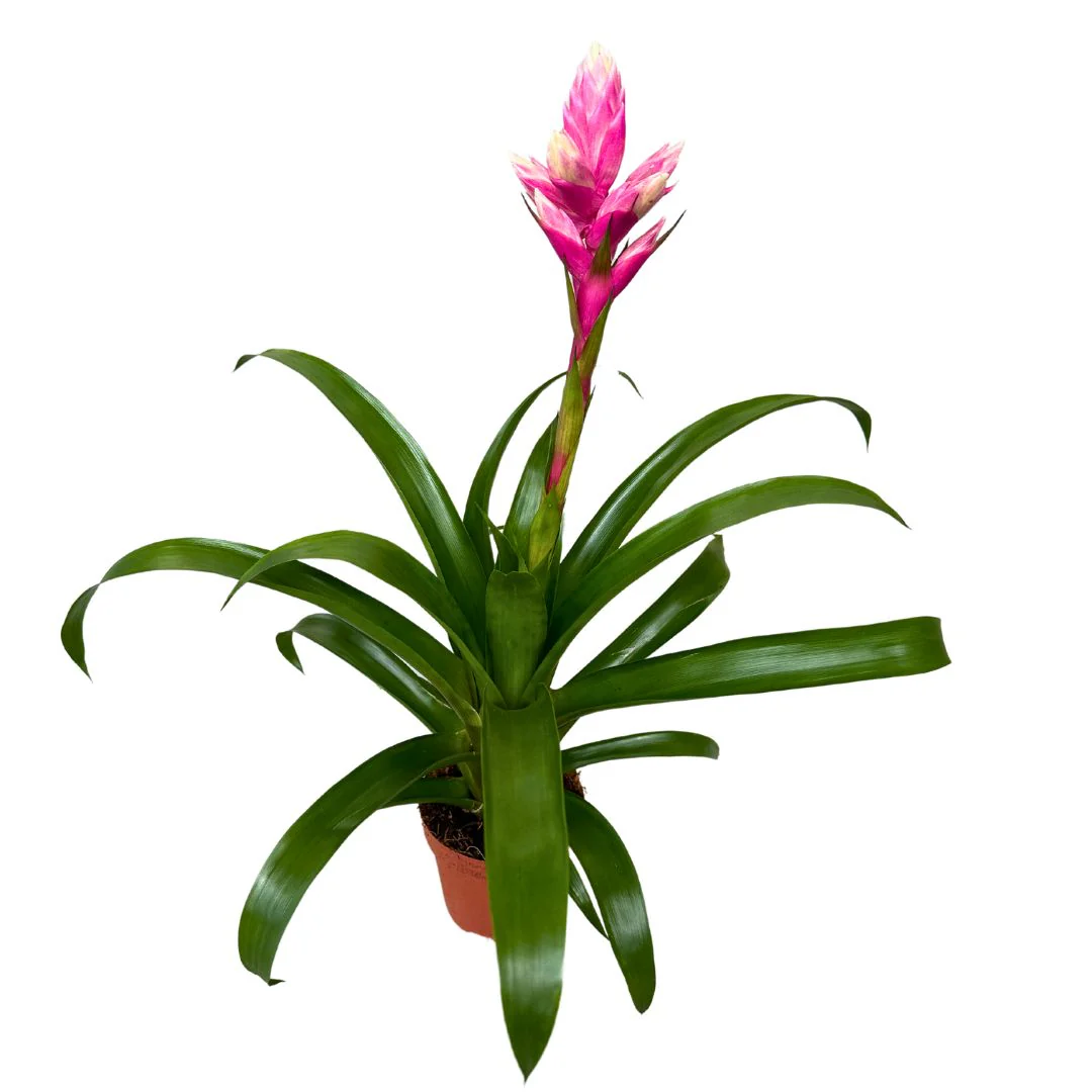 Guzmania Candy, a bromélia preciosa que vai adorar - Image 2