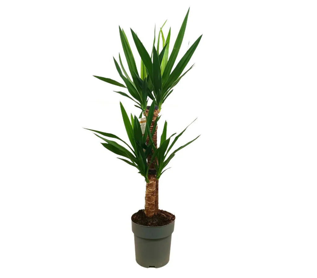 Yucca Elephantipes 2 Troncos 60-30 M17 90cm