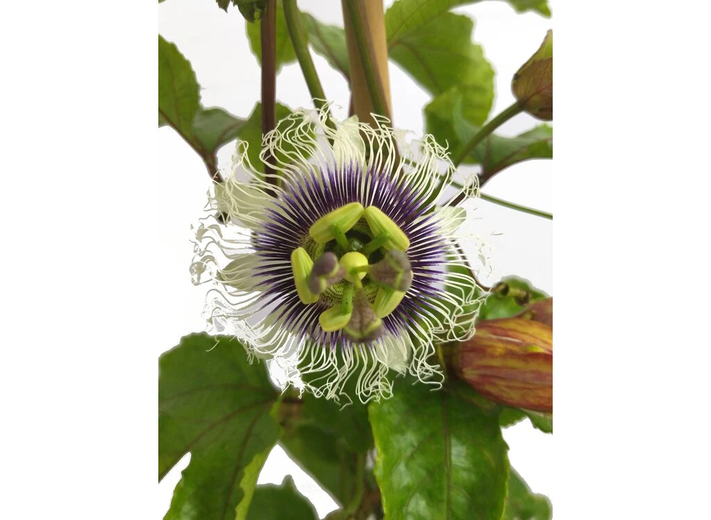Passiflora Edulis Maracuya M20 170cm - Image 2