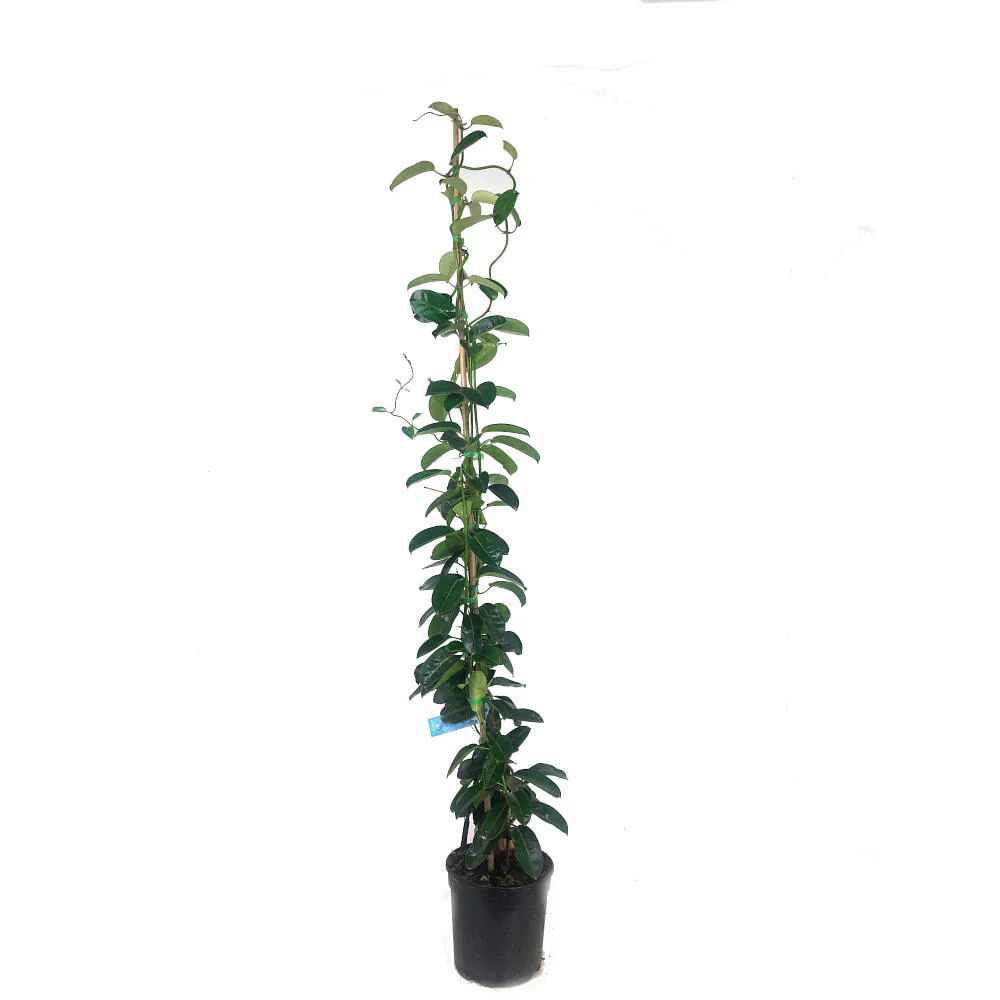 Stephanotis Floribunda M20 160cm (jazmin De Madagáscar)