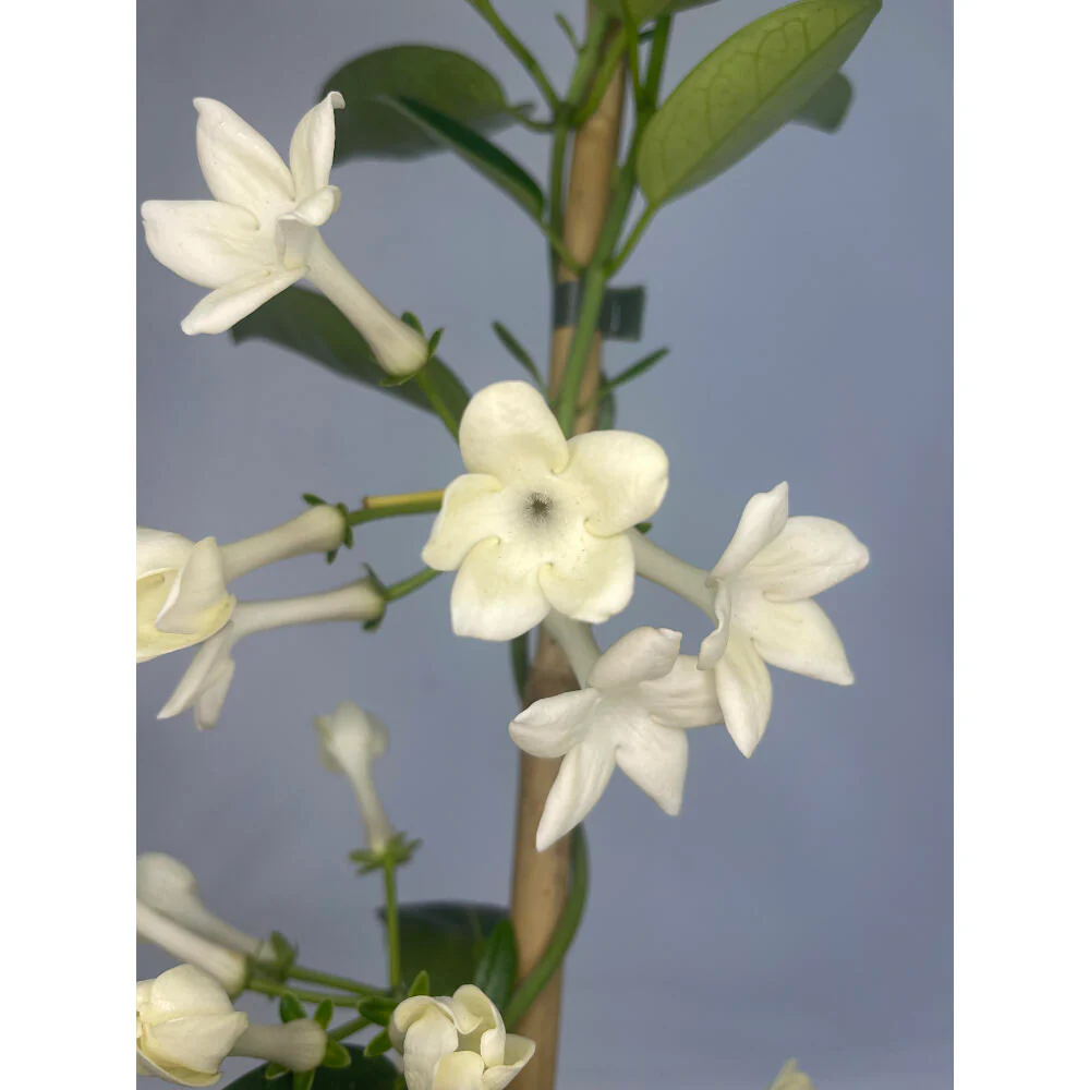 Stephanotis Floribunda M20 160cm (jazmin De Madagáscar) - Image 2