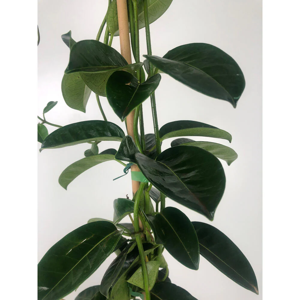 Stephanotis Floribunda M20 160cm (jazmin De Madagáscar) - Image 3