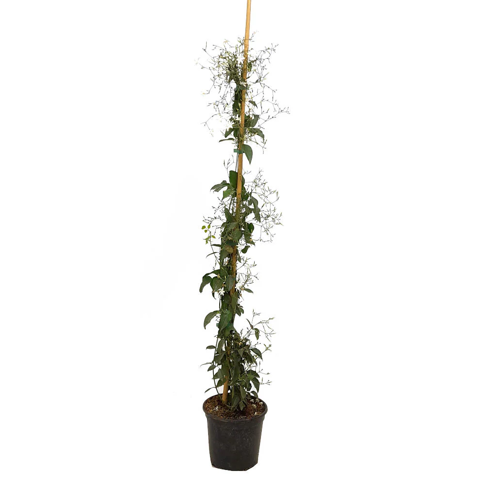 Jasminum Azoricum 180cm M20 (Jasmim dos Açores)