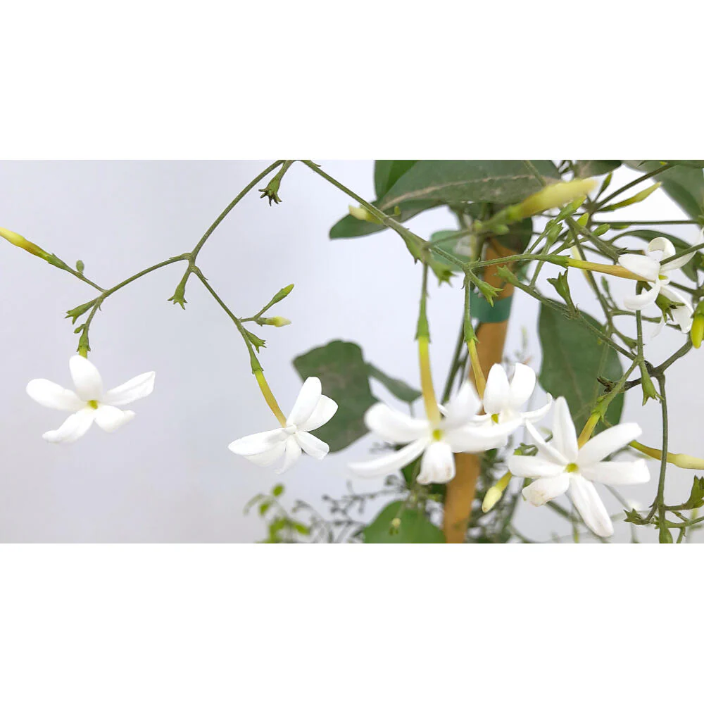Jasminum Azoricum 180cm M20 (Jasmim dos Açores) - Image 2