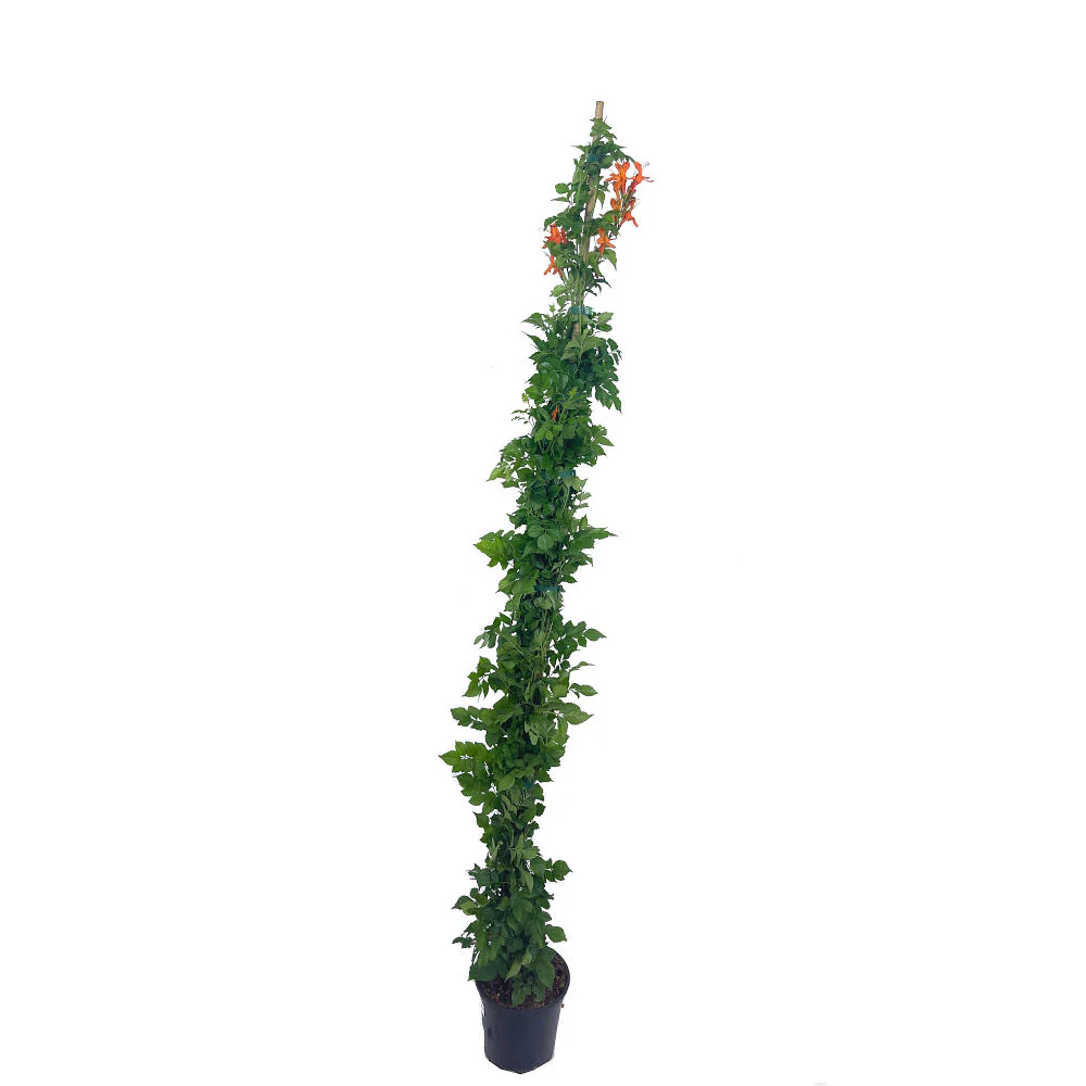 Bignonia capensis Radicans Naranja M20 170cm