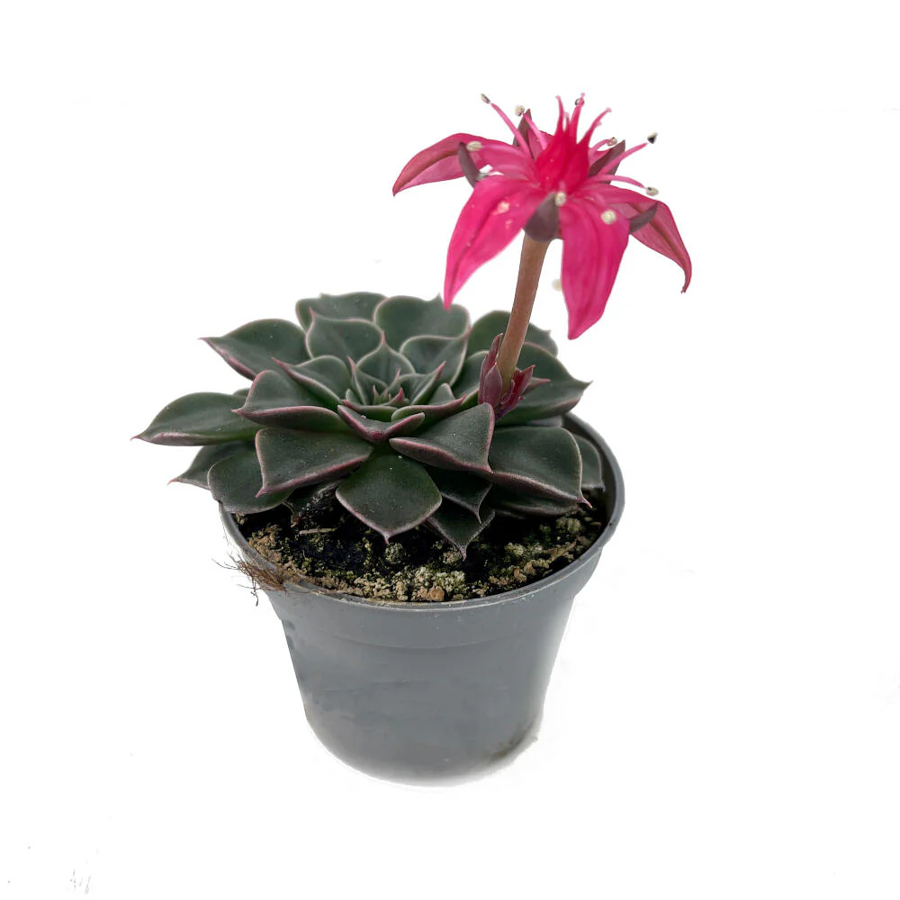 Graptopetalum Tacitus M6