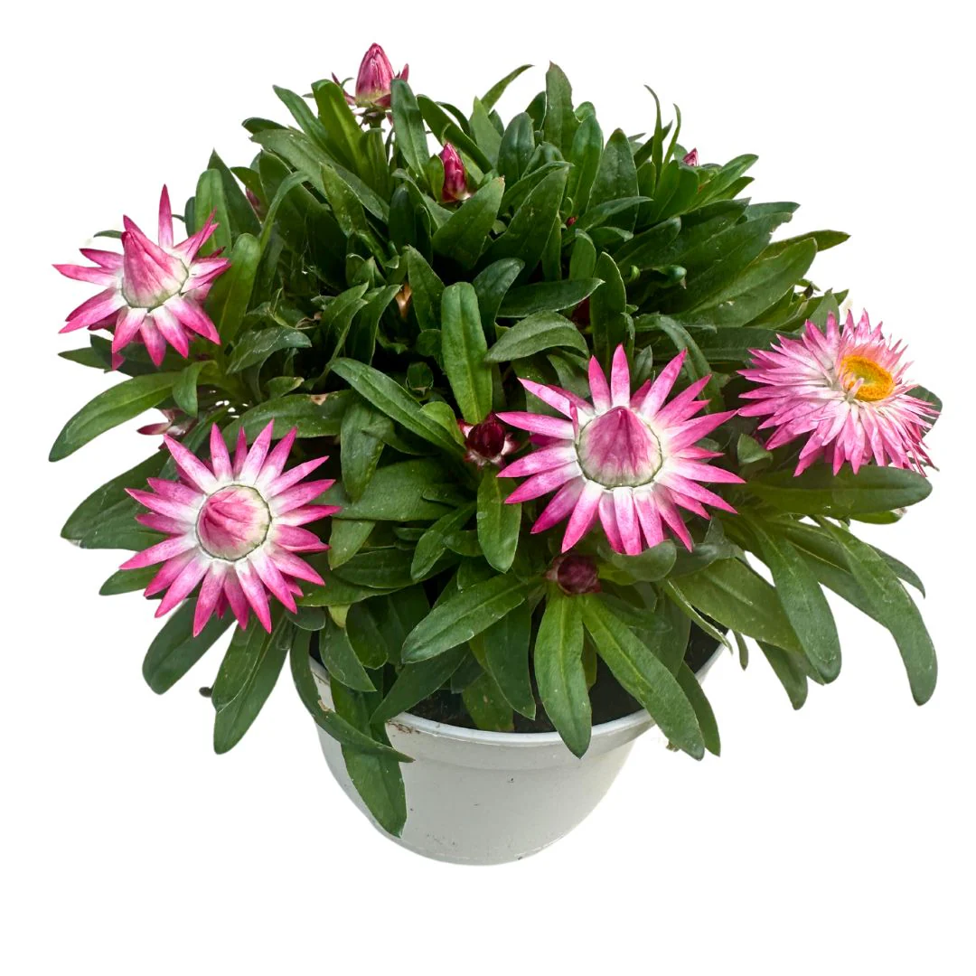 Planta de flor de papel ou de flor de palha, desfrute do seu toque espetacular