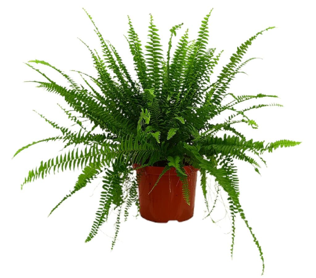 Helecho Green Lady M24 60cm