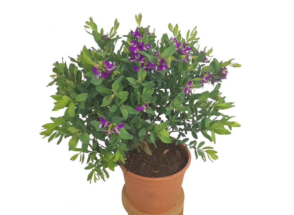 Polygala Myrtifolia M22 40cm (Ervilhaca do Cabo) - Image 2