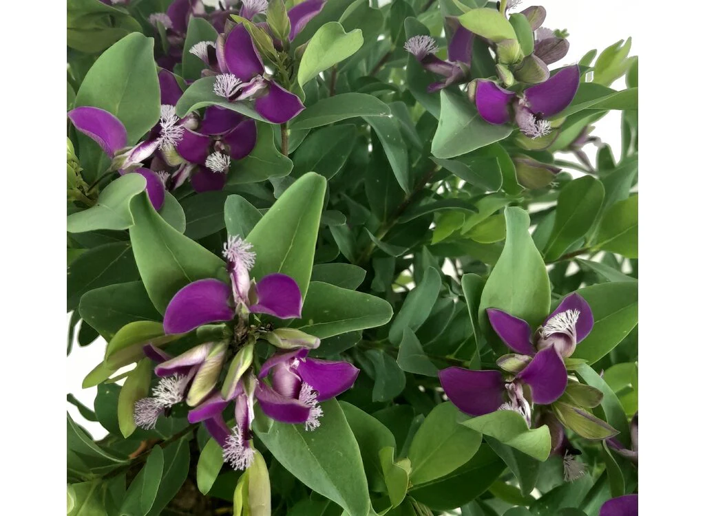 Polygala Myrtifolia M22 40cm (Ervilhaca do Cabo) - Image 3