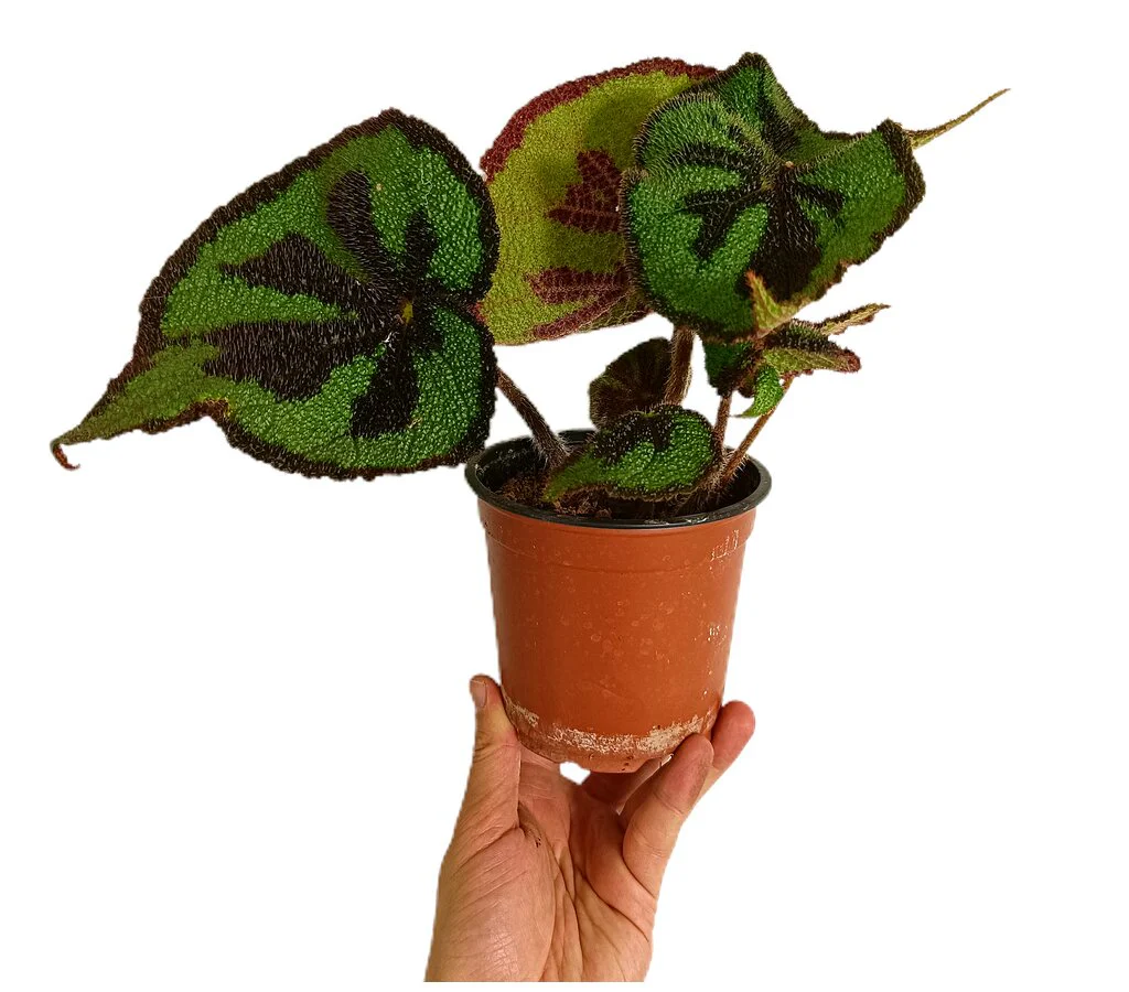 Begonia Masoniana M13