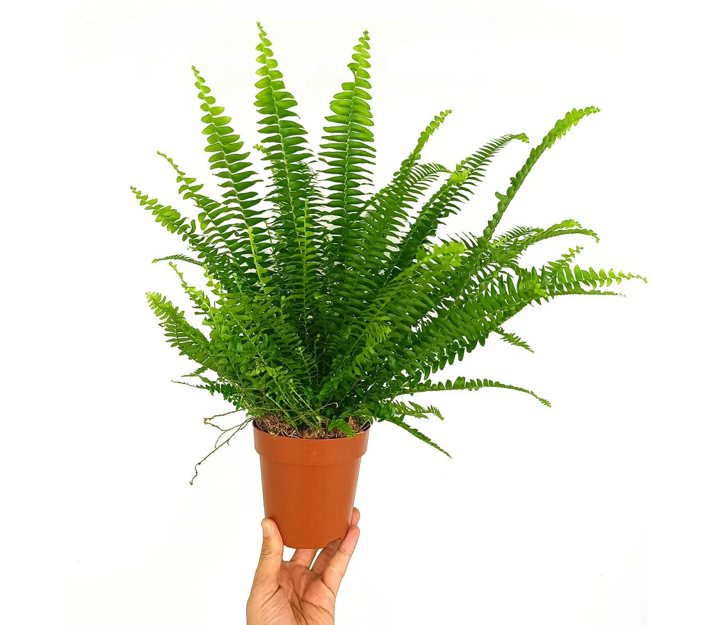 Helecho Verde Lady M12 35cm