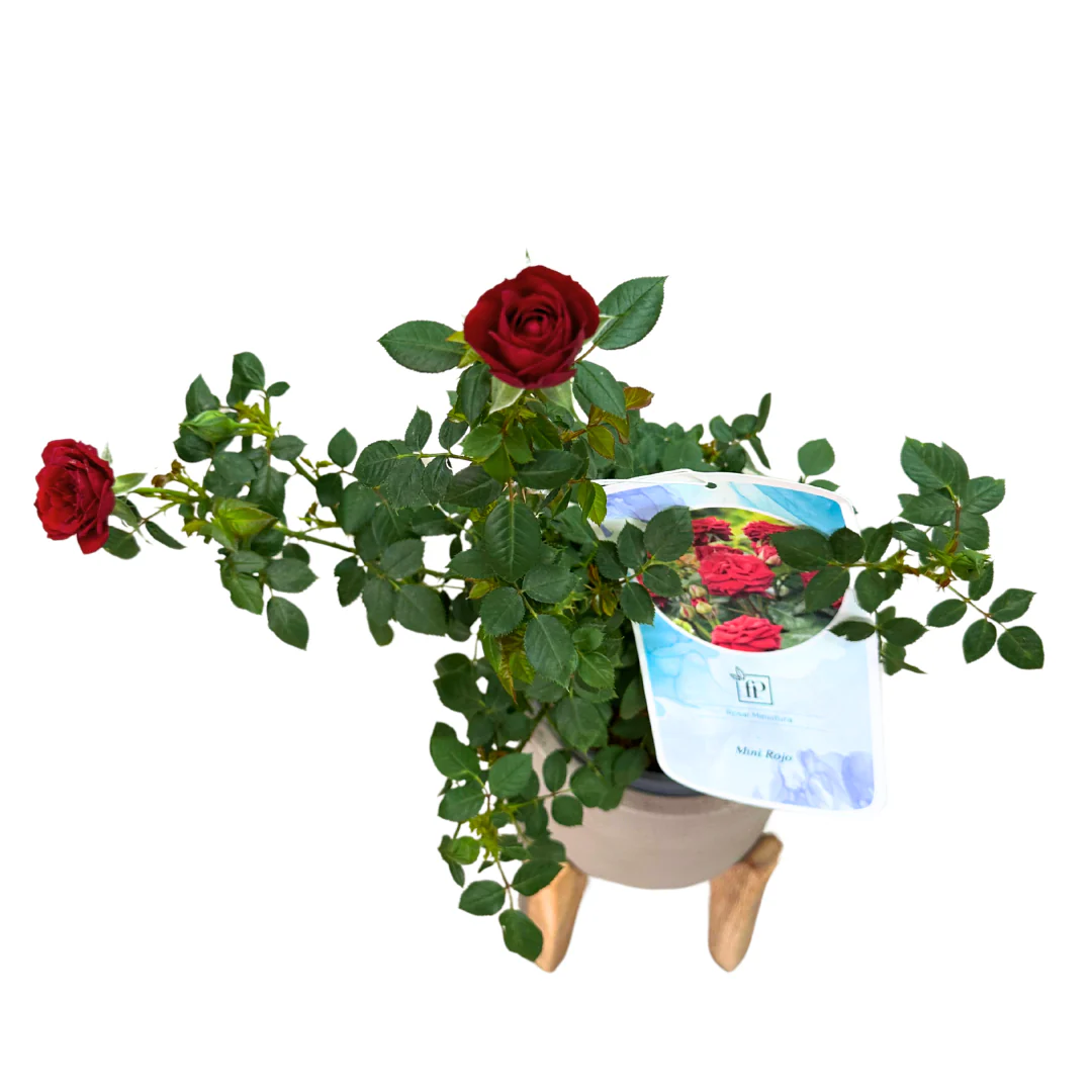 Rosal Mini Rojo M17 - Image 2