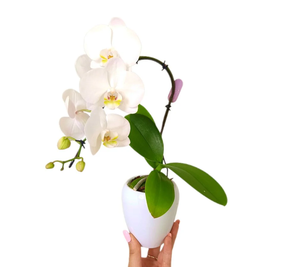 Phalaenopsis Cisne M7